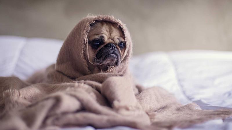 百合小说关于页面主视觉，两本摊开的书与花影交织
